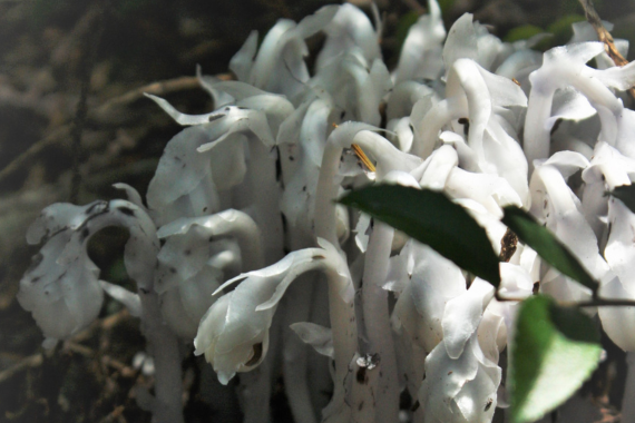 white and gray leafy ghost plant on the forest floor at Fort Townsend