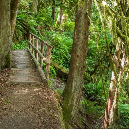 Dosewallips trail bridge.