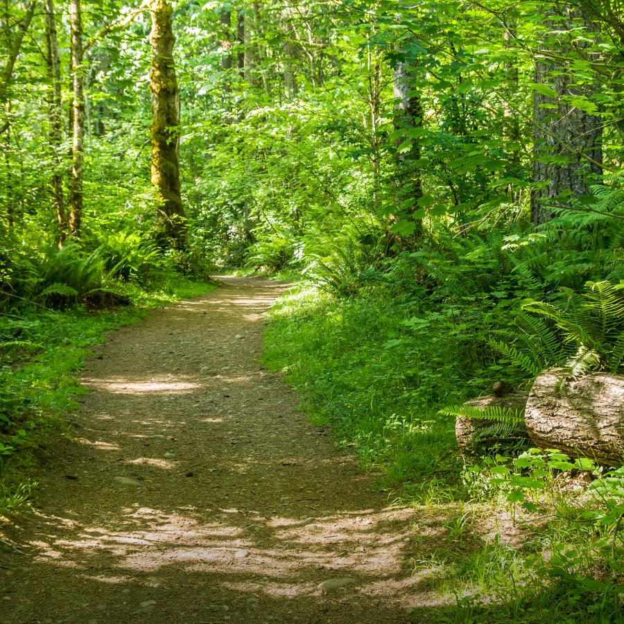 A dirt trail goes through the forest of evergreen trees, green ferns and shrubs. Sunlight is dotting the trail and plants.